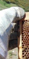 	APICULTURE BARKA ABDENNASSER