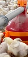aviculture  HASROUF NAIMA