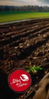 mise en valeur de terre agricole BEN TAYEB YAMINA