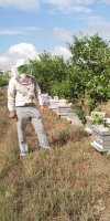 Apiculture MOUALLEF MOUKHTAR